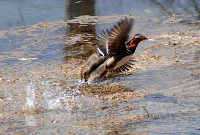 怀沙河鸟调 怀沙河鸟调