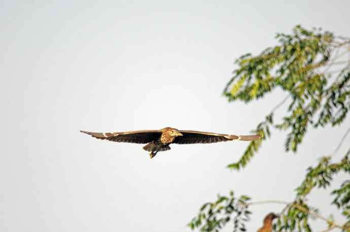 飞(夜鹭)70 飞(夜鹭)70