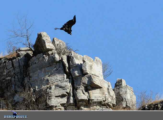 十渡秃鹫 wbr兀立山巅