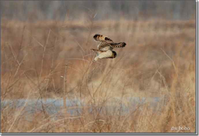 野鸭湖猛禽-红隼、短耳鸮、毛脚鵟 野鸭湖猛禽-红隼、短耳鸮、毛脚鵟