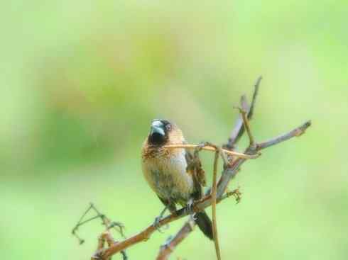 家禽驯化之源之十七