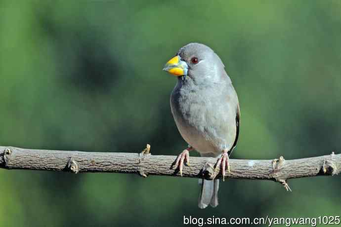 雌性黑尾蜡嘴雀（2）