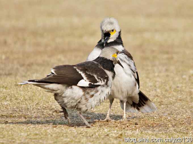 大年三十小夫妻吵架（组图）