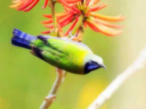 美丽无罪：雀鸟之叶鹎