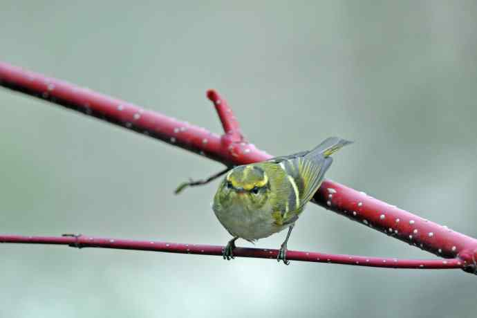 黄腰柳莺（26）