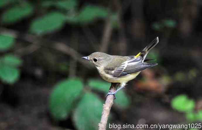 雌性白眉姬鹟（14）