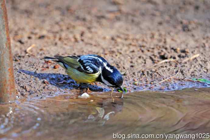 饮水的黄腹山雀