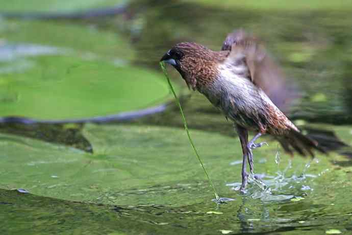 摄鸟拾趣 wbr wbr白腰文鸟（二）
