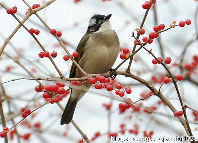 白头鹎的快乐生活(玉渊潭)