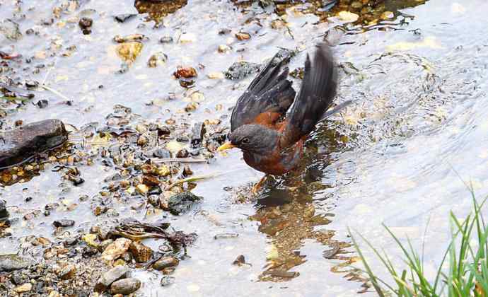 洋县两天观鸟,秦岭如此美妙! 洋县两天观鸟,秦岭如此美妙!