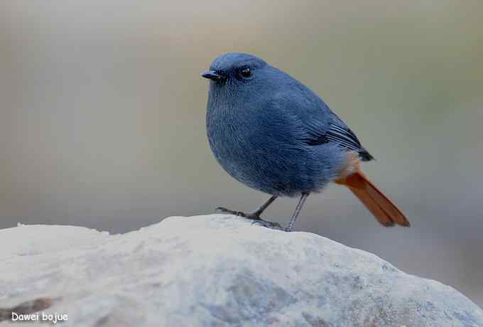 十渡几只鸟 十渡几只鸟