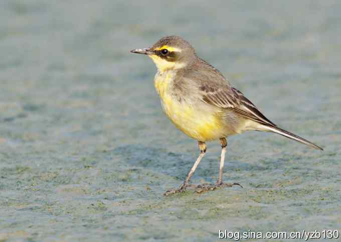 深港拍鸟新纪录（14）鈥斺敾汽n鸰（组图）