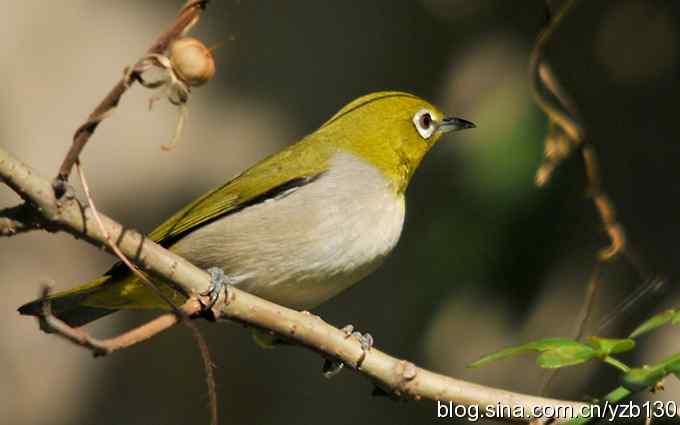 第一次遇到绣眼鸟(组图) 第一次遇到绣眼鸟(组图)