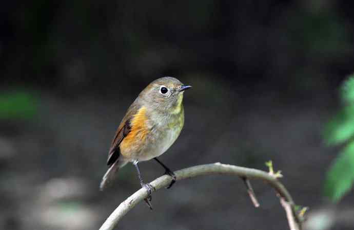 雌性红胁蓝尾鸲（55）