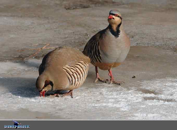 龙年鸡翔：初四拍石鸡