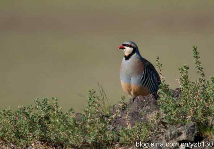 搂草打兔子（组图，15张图片）