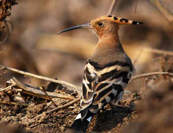 家乡的鸟(3),与戴胜的亲密接触(组图) 家乡的鸟(3),与戴胜的亲密接触(组图)