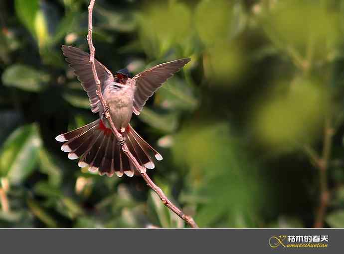 云南拍鸟：记录到九种鈥滒氢潯臼蹬摹