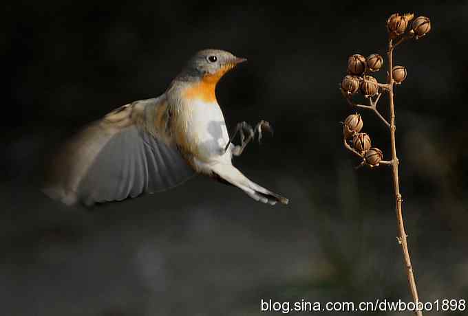 小鸟汲水图 wbrbobo打鸟歌