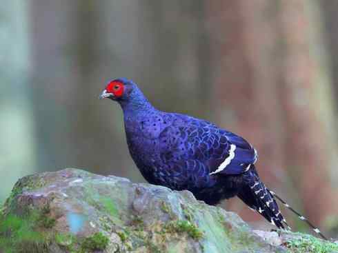 凤凰：传说的鸟原型探秘（雉鸡）