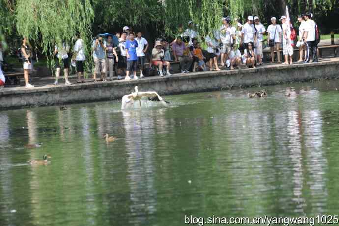 明星（鹈鹕大白）