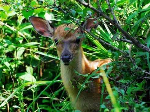 麒麟：传说的兽原型探秘（梅花鹿）