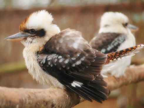 天生猎手：非猛禽类猎手之二（雀鸟也是屠夫——伯劳）