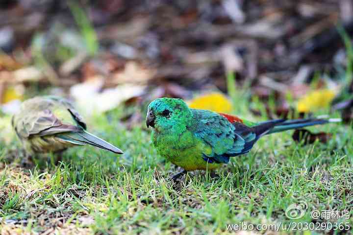 澳大利亚悉尼奥运公园的红腰鹦鹉