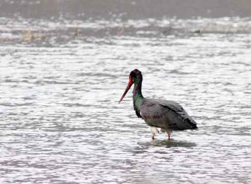 五百分之八的黑鹳