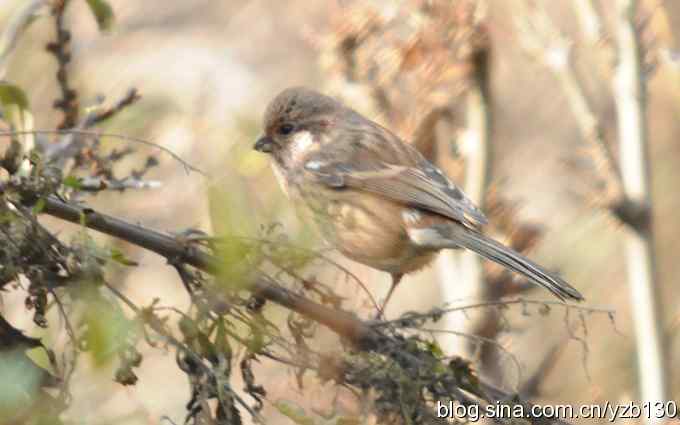 求鸟名（组图）