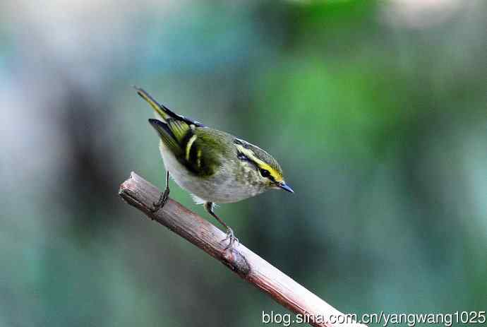 黄腰柳莺(8) 黄腰柳莺(8)