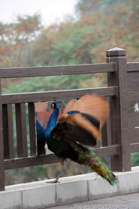 北京动物园的鸟类——照镜子