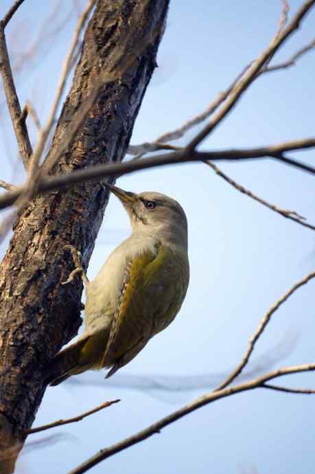 香奔得儿木 香奔得儿木