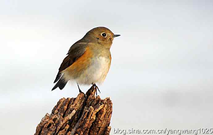 红肋蓝尾鸲（雌性）1