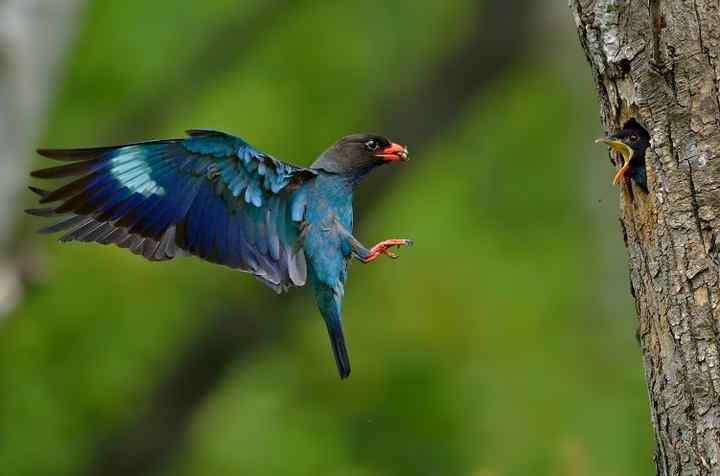 鸟与史料——老鹄翠（三宝鸟）