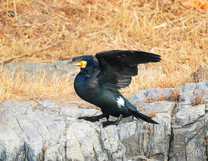 自我陶醉的鸬鹚 自我陶醉的鸬鹚