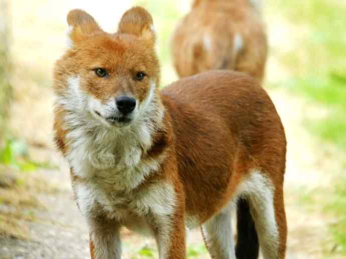犬科：薮犬亚科豺属之豺