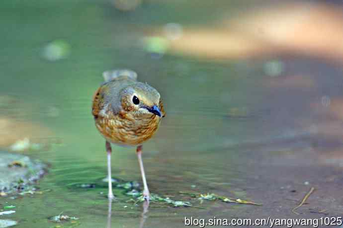 雌性蓝歌鸲（2）