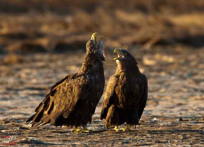 北戴河 wbr路 wbr白尾海雕 北戴河 wbr路 wbr白尾海雕