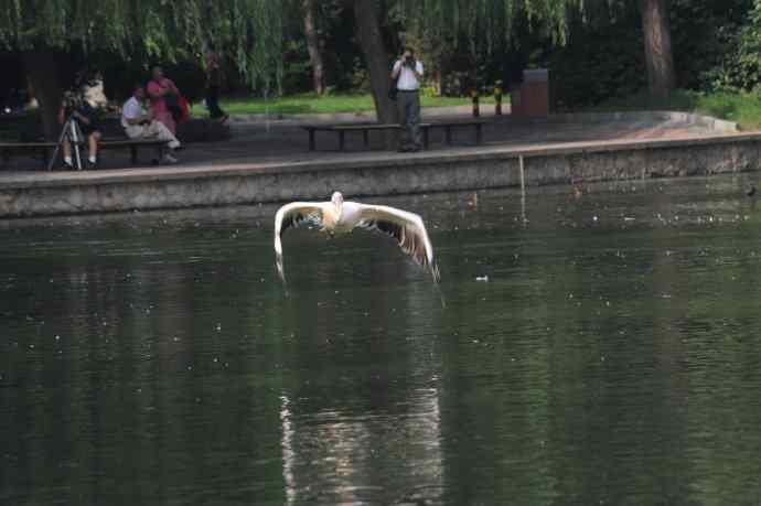 再拍大鹈鹕 wbr wbr4