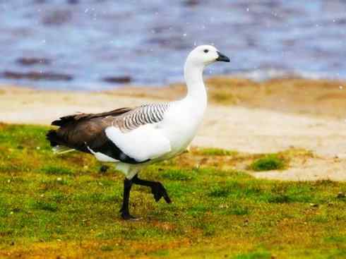 欣赏:美丽的草雁 欣赏:美丽的草雁