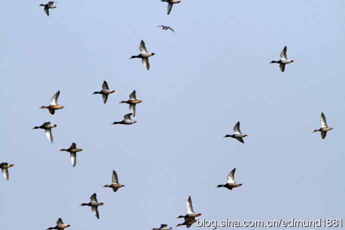 穷人大炮-量力而为之打鸟作乐