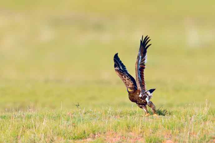一组草原雕起飞