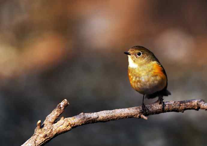 雌性红胁蓝尾鸲（10）