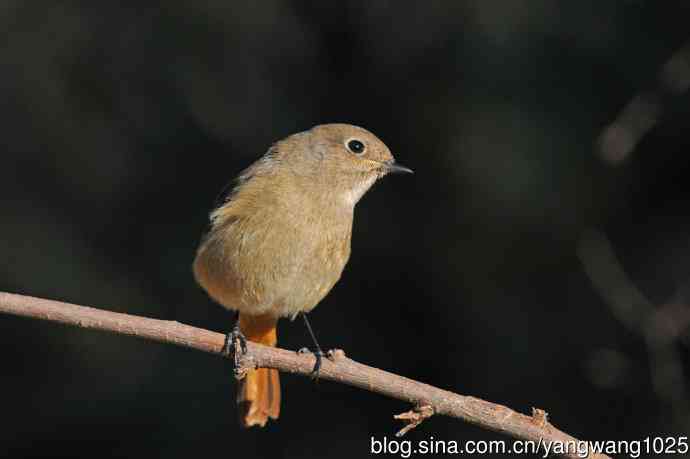 雌性北红尾鸲(3) 雌性北红尾鸲(3)