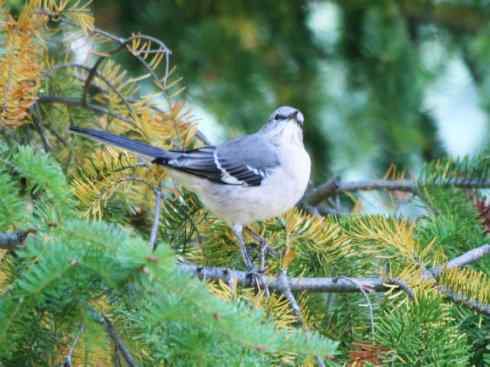 雀鸟也彪悍：别惹我（小嘲鸫）