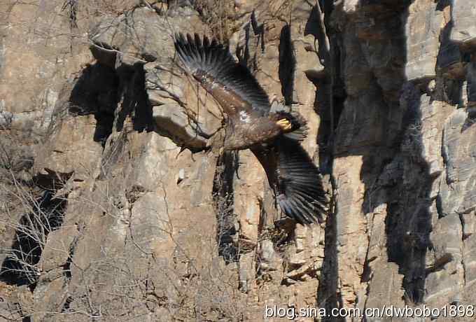 生猛红隼和白尾海雕 生猛红隼和白尾海雕