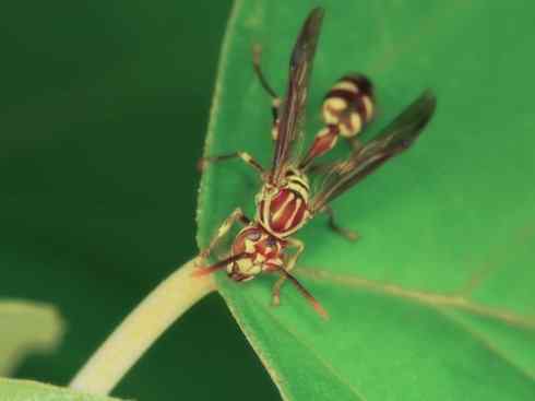 十大喜食蜂蜜动物：胡蜂