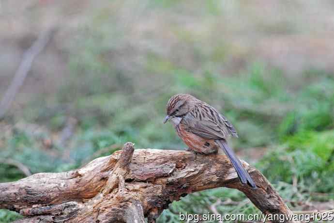 山鹛（记录版）