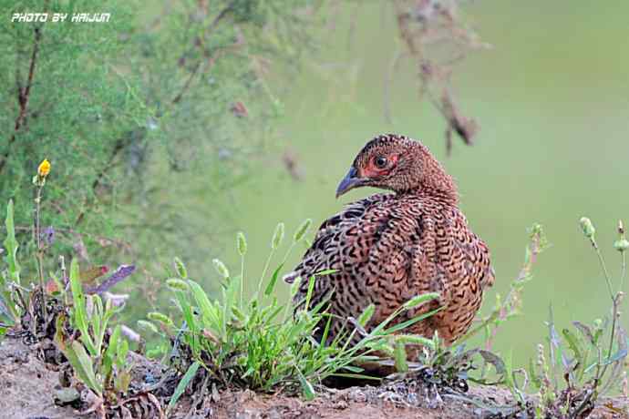 野鸭湖鈥斺敶瞥肪憋